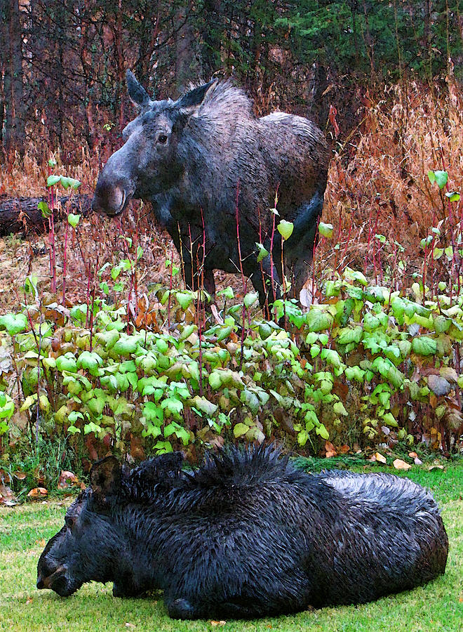 Moose Photograph - Moose in the Raspberry Patch by Terri Pfister