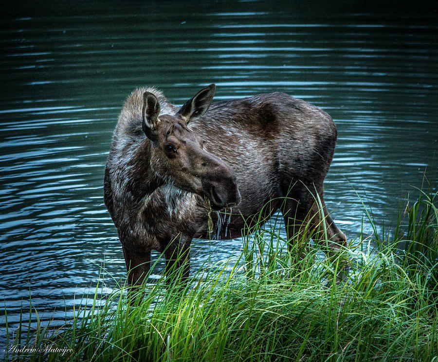 Moose In the Water Photograph by Andrew Matwijec