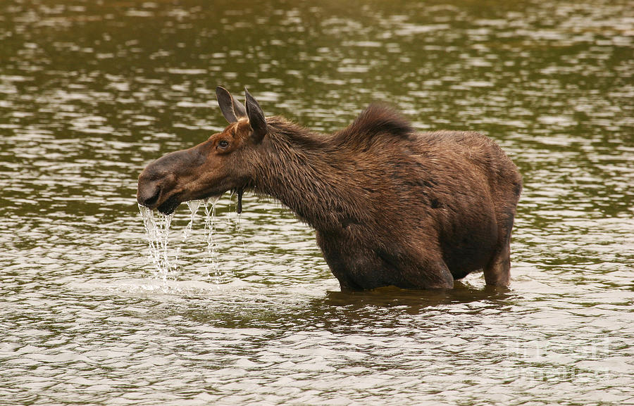 Moose in the Wilderness Photograph by Jeannette Hunt