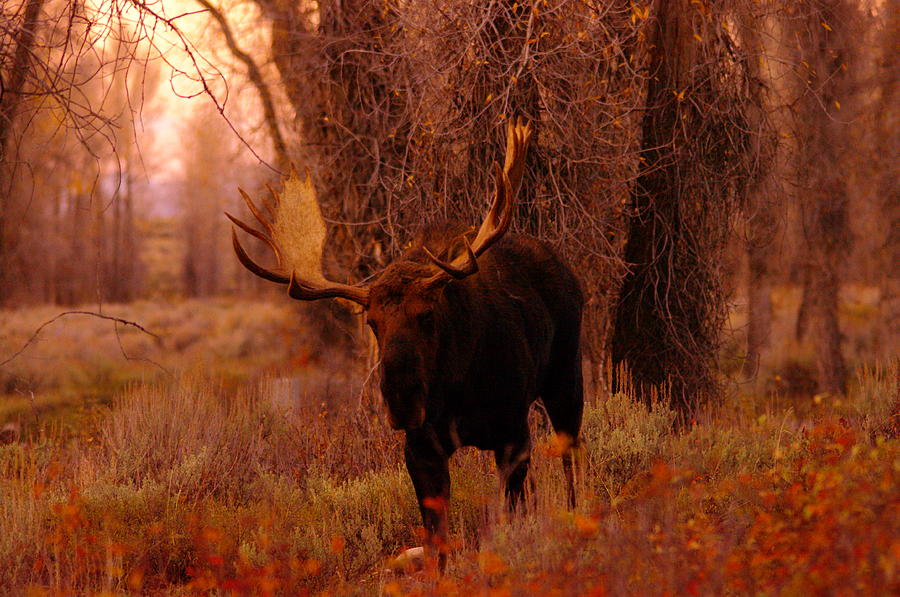 Moose In The Woods Photograph