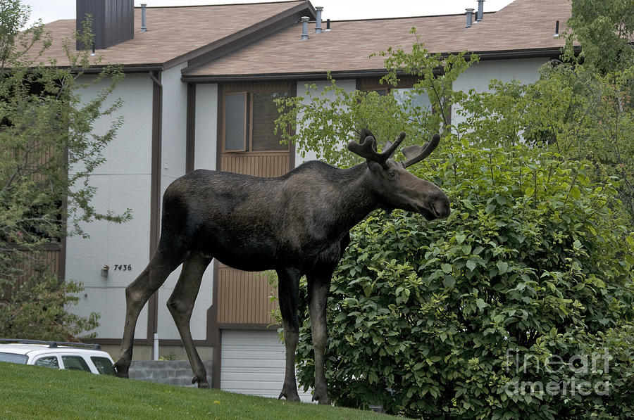 Moose In Town Photograph by Mark Newman - Pixels