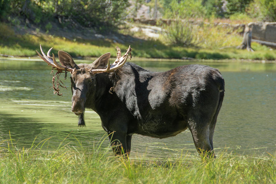 Moose Photograph - Moose In Uintah Wasatch Cache National by Howie Garber