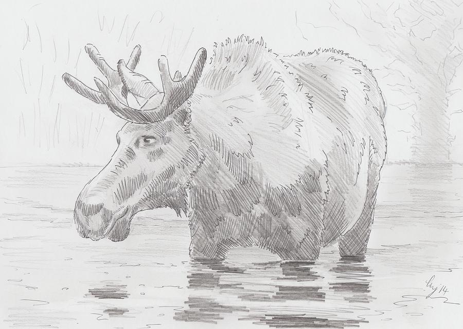 Moose in water Drawing by Mike Jory