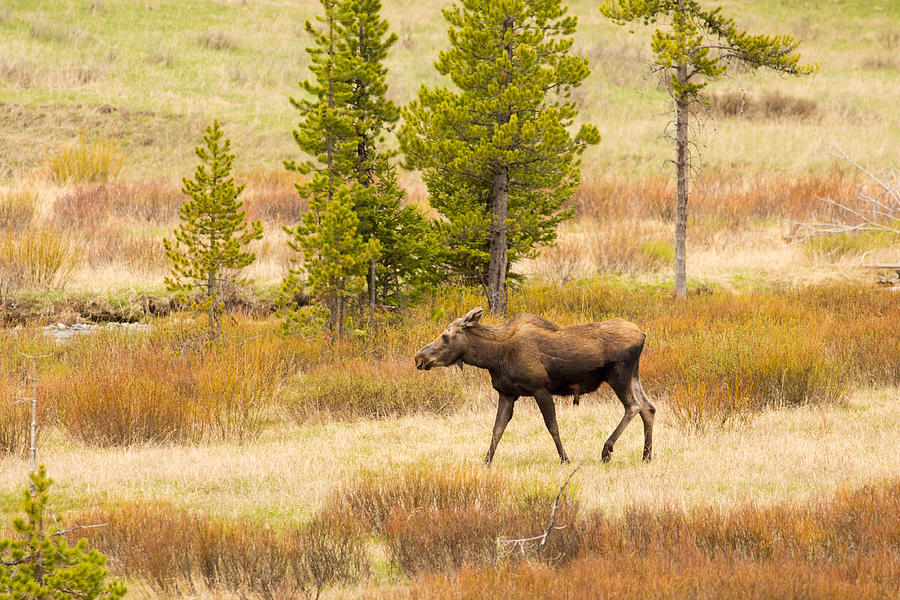 Moose in Yellowstone Photograph by Natural Focal Point Photography