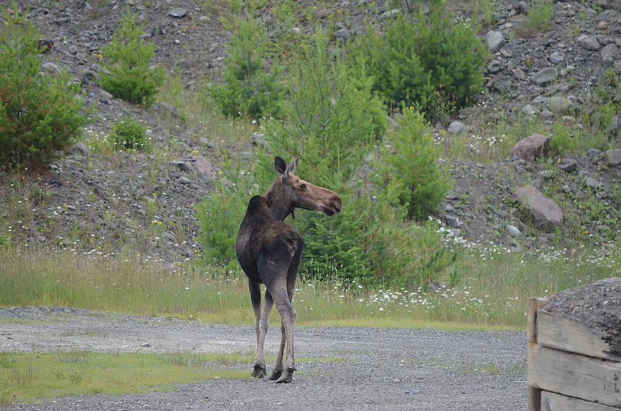 Moose Photograph by James Petersen