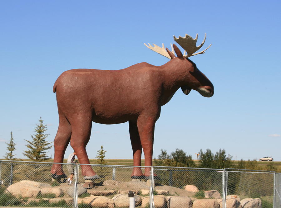Moose Jaw Moose Photograph by Betty-Anne McDonald