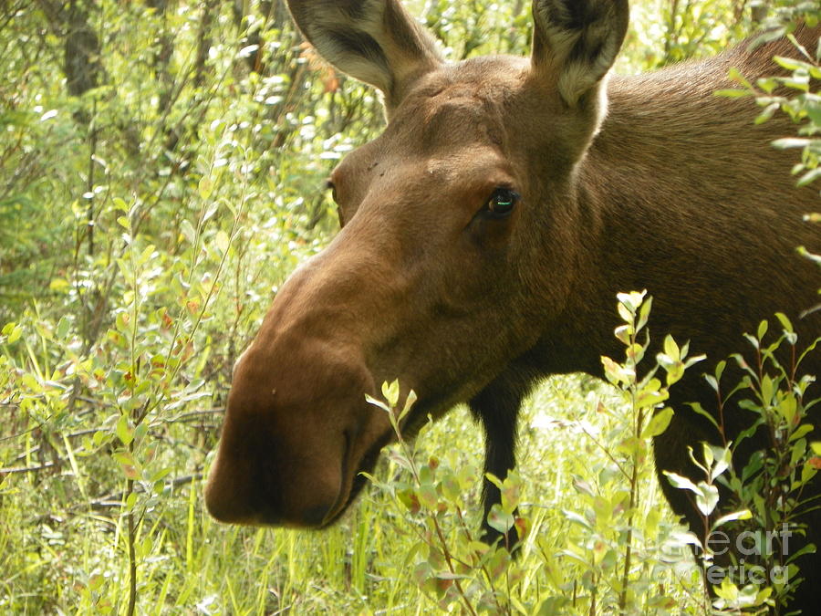 Moose Photograph - Moose by Jennifer Kimberly