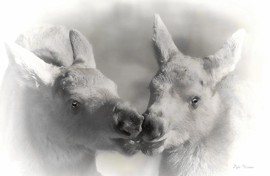 Moose Kisses Photograph by Dyle   Warren