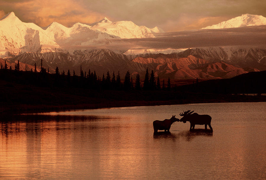 Denali National Park Photograph - Moose Kissing In Wonder Lake Denali Np by Ron Sanford