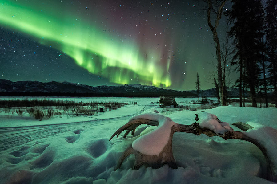 Moose Light Photograph by Chris Multop