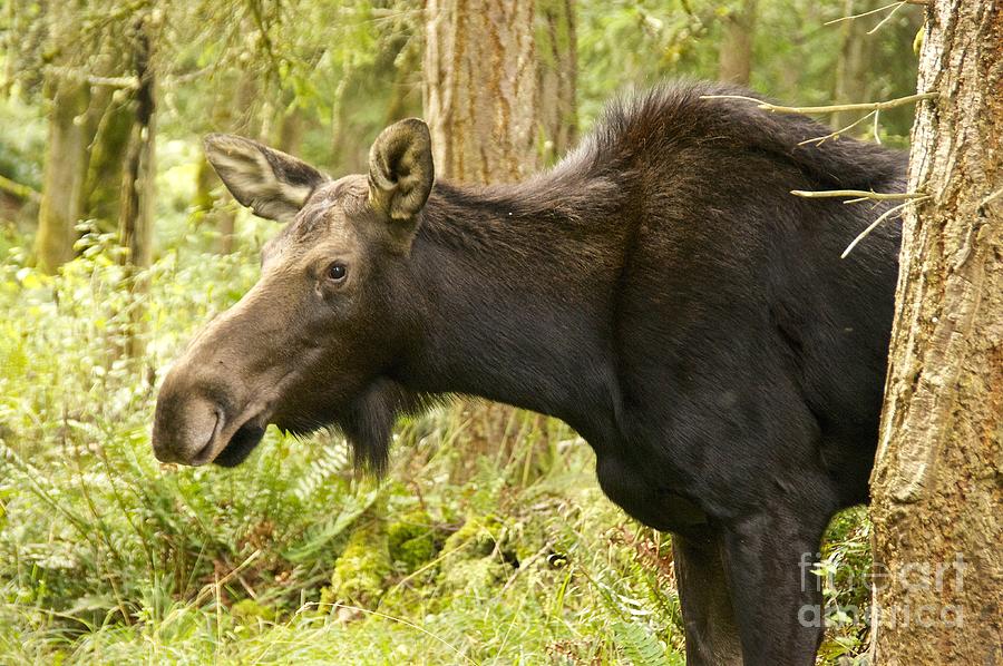 Moose Maiden Photograph by Sean Griffin