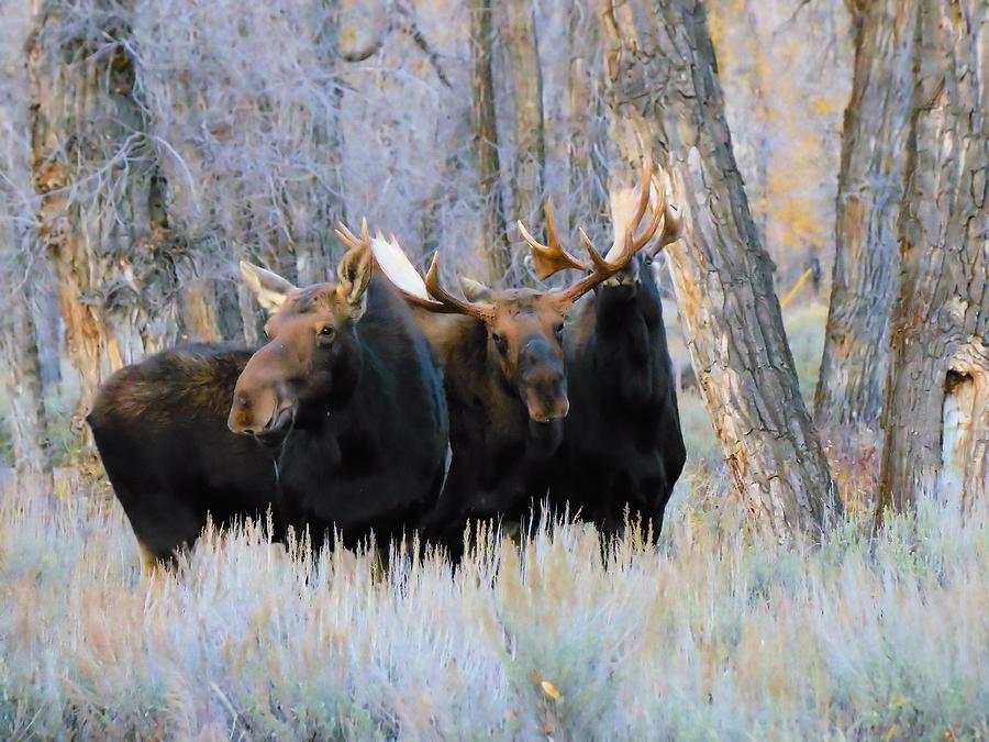Moose Meeting Photograph by Jeff Swan