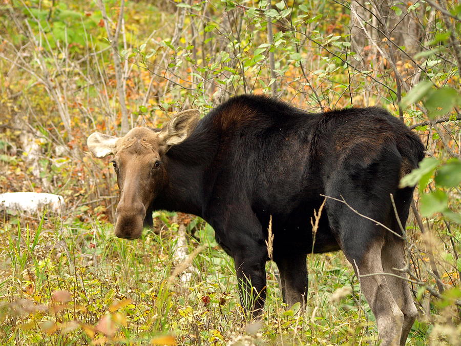 Moose Photograph by James Peterson