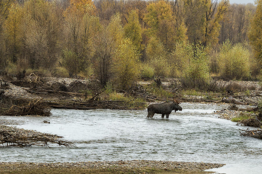 Moose Mid-Stream - Grand Tetons Photograph by Belinda Greb