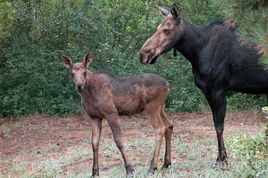 Moose Mom and Calf Photograph by NightVisions