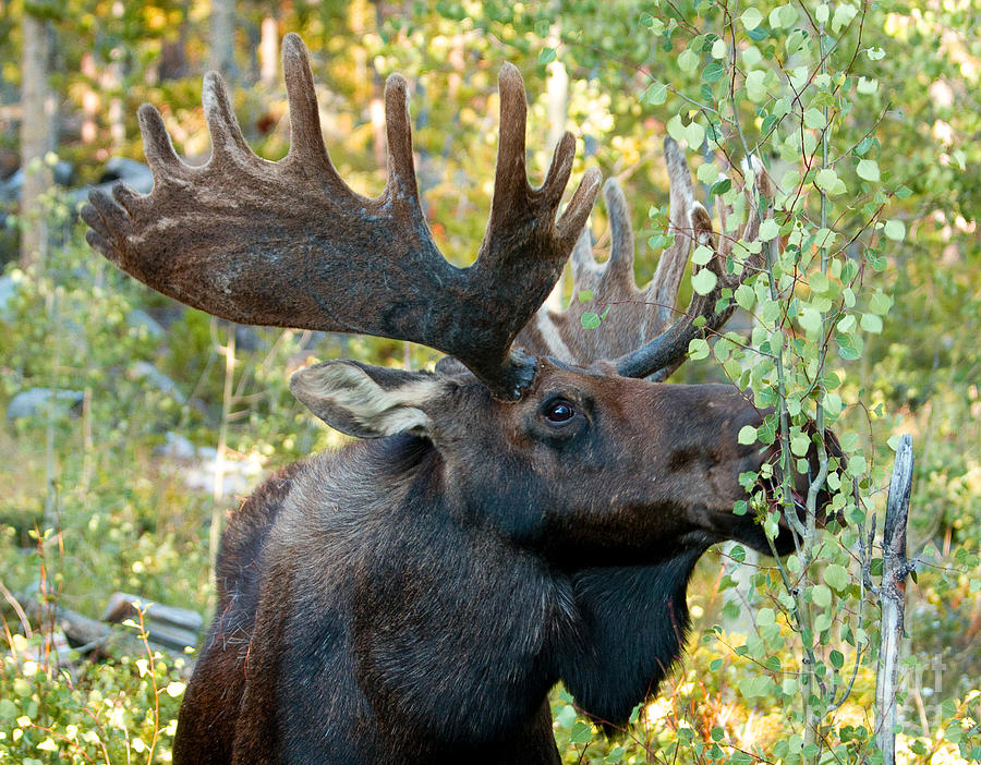 Moose Munch Photograph by Russell Smith - Fine Art America