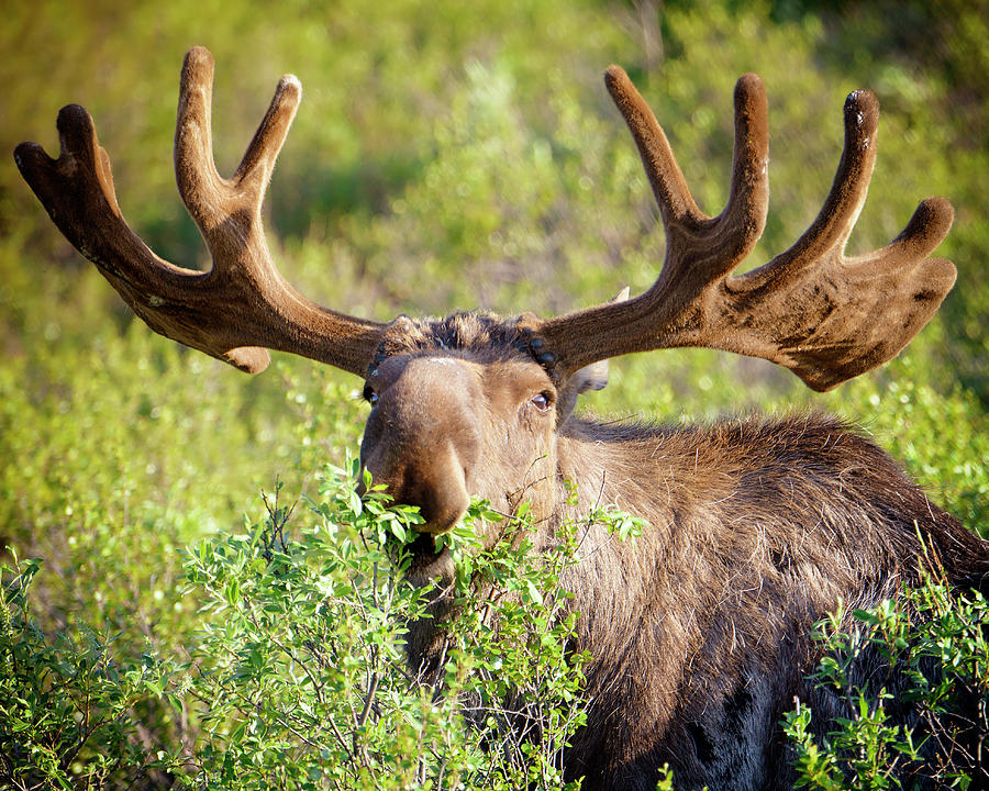 Moose Munching Bush Photograph by Vicki Jauron, Babylon And Beyond Photography