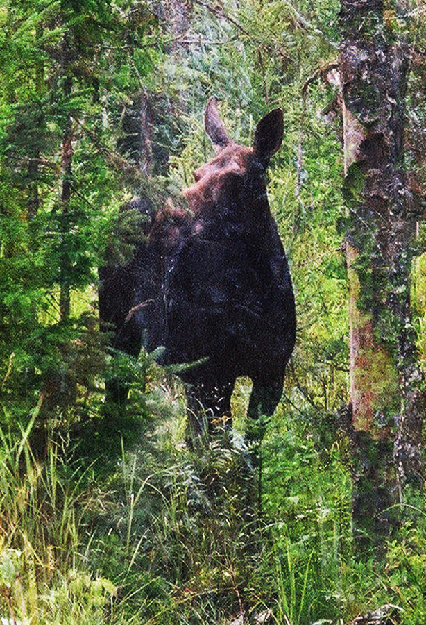 Moose Near the Androscoggin River Photograph by Marie Jamieson