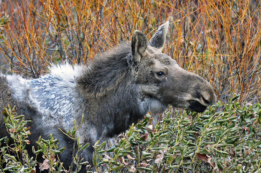 825P Moose Photograph by NightVisions