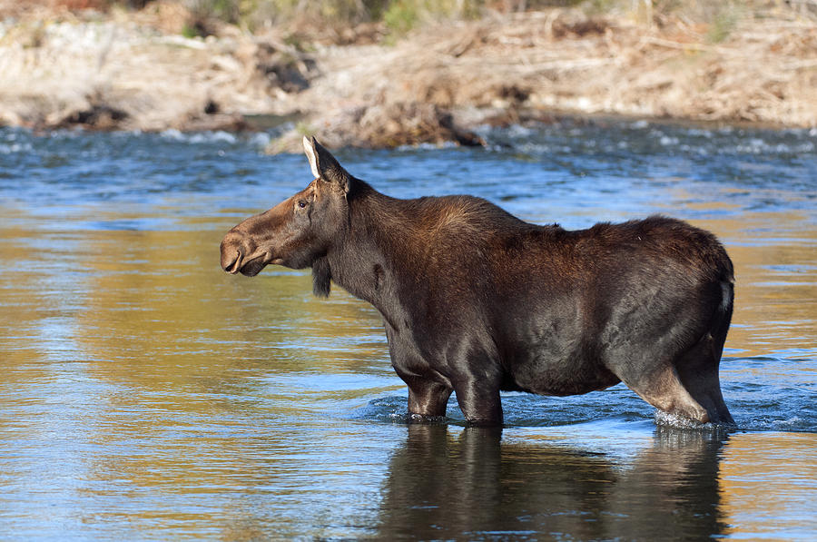 Moose on the  Gros Ventre River Photograph by Gary Langley