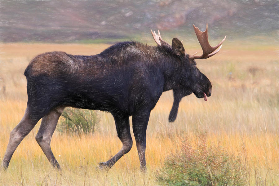 Moose on the Loose Photograph by Donna Kennedy
