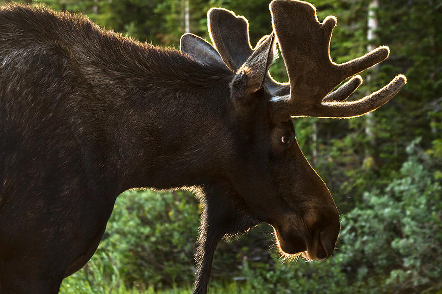 Moose on the Loose Photograph by Teri Virbickis