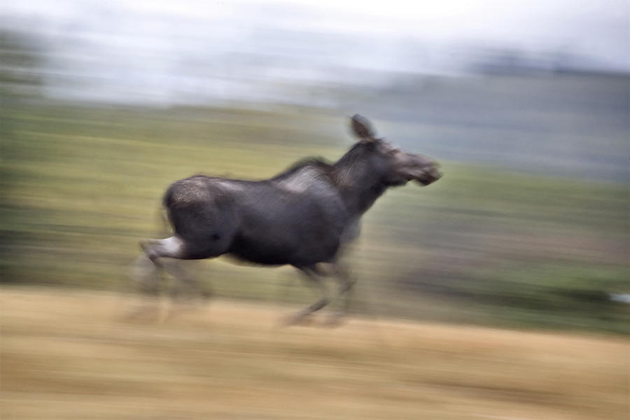 Moose on the run Photograph by Mark Duffy