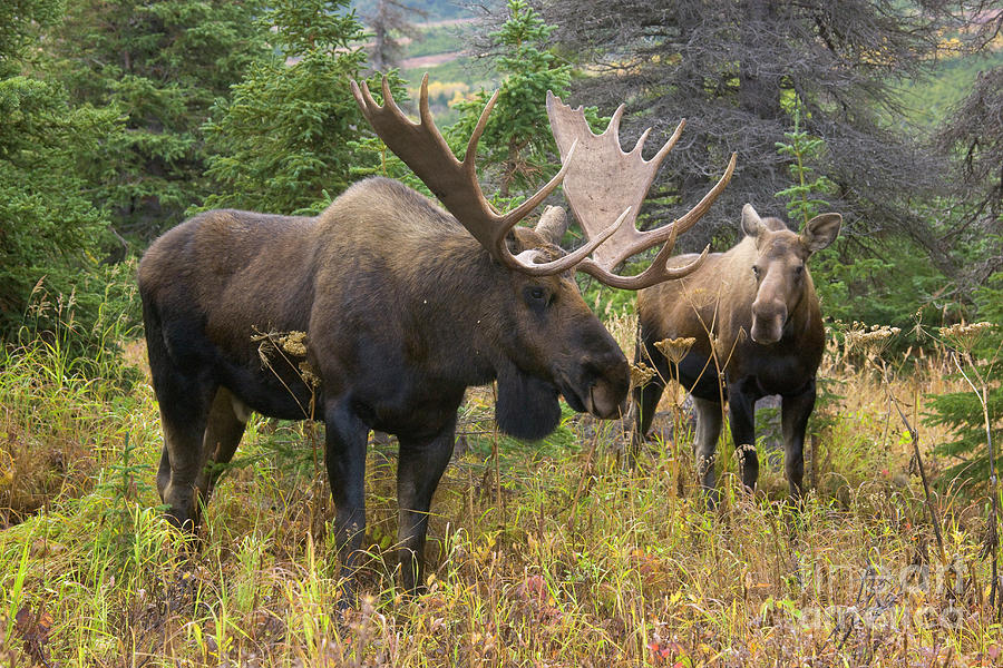 Moose in Chugach State Park  Photograph by Yva Momatiuk John Eastcott