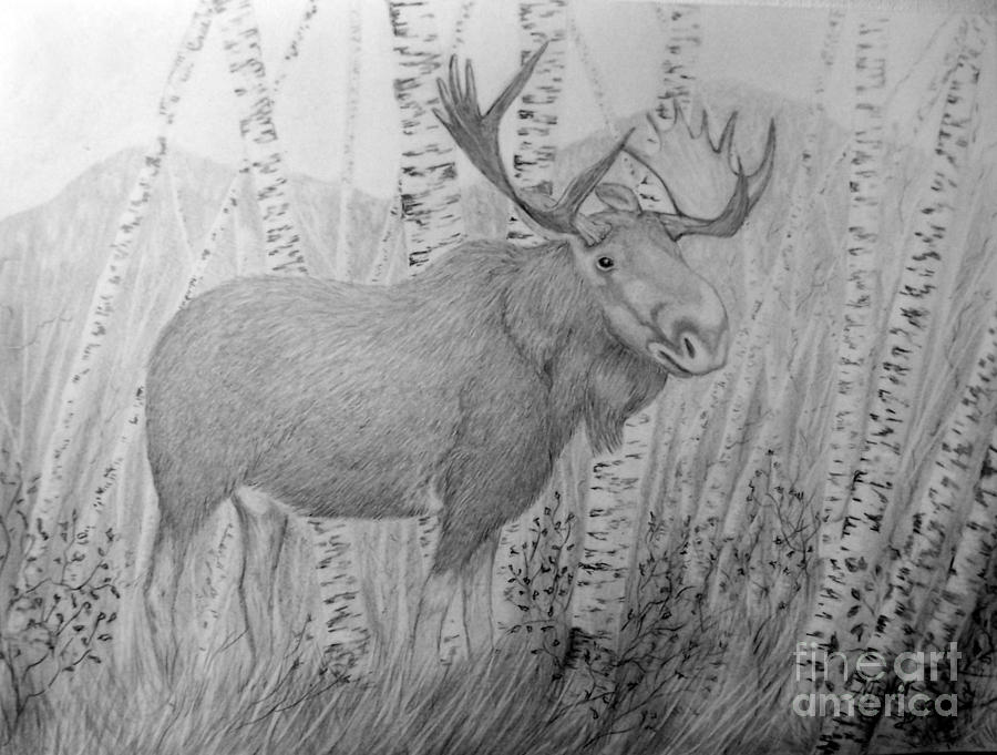 Moose Drawing by Peggy Miller