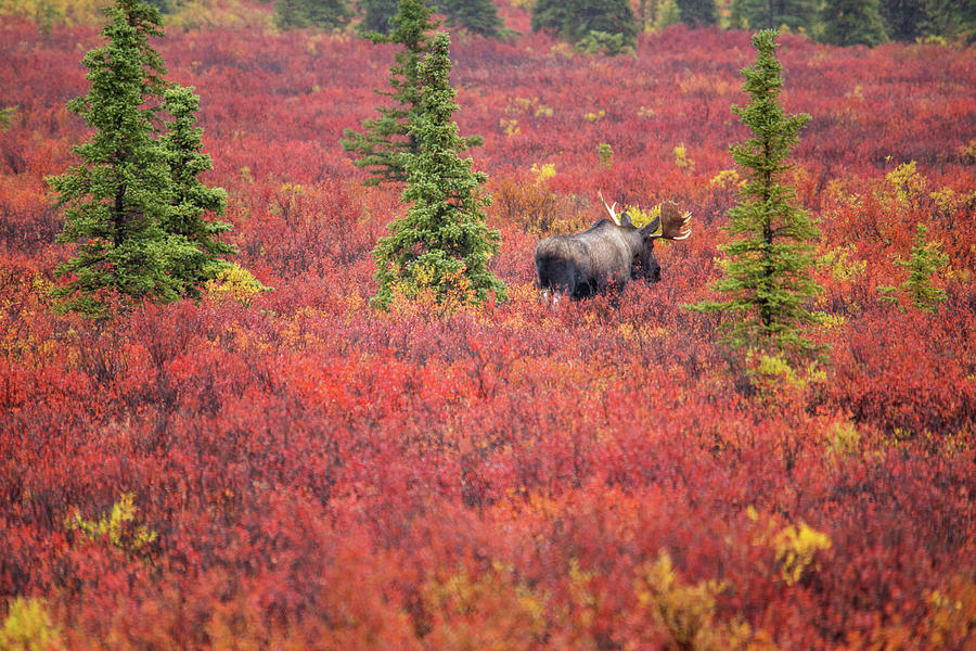 Moose by Piriya Photography