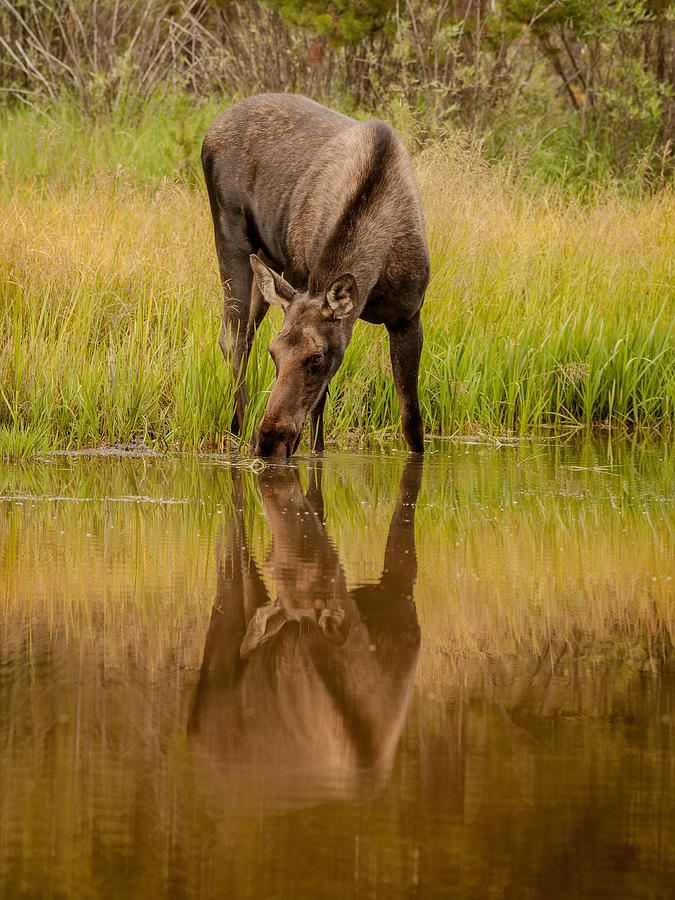 Moose Reflection Photograph by Steven Reed