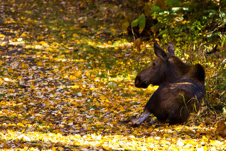 Moose Photograph by Richard Jack-James Moose Photograph by Richard Jack-James
