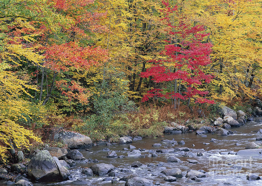 Moose River Autumn Photograph by Alan L Graham