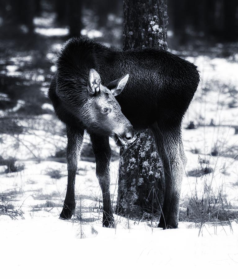 Moose Photograph by Rose-Maries Pictures