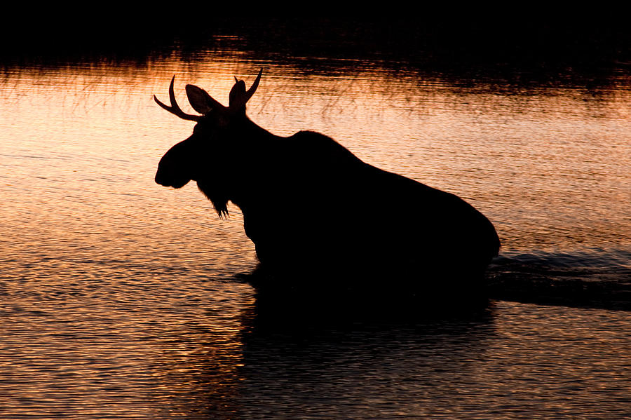 Moose Silhouette 3569   Photograph by Brent L Ander