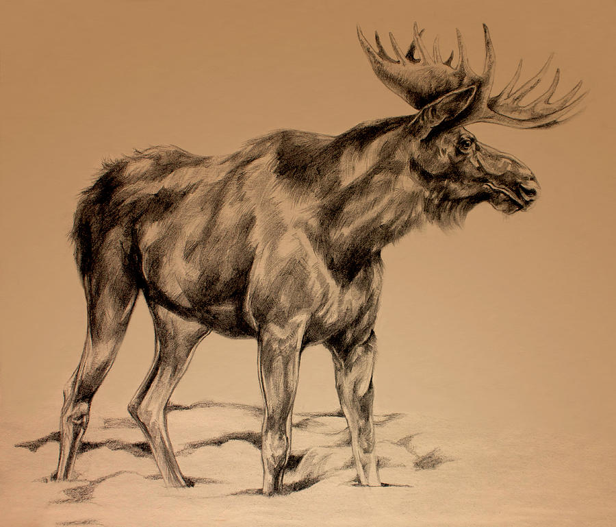 Moose Drawing - Moose Sketch by Derrick Higgins