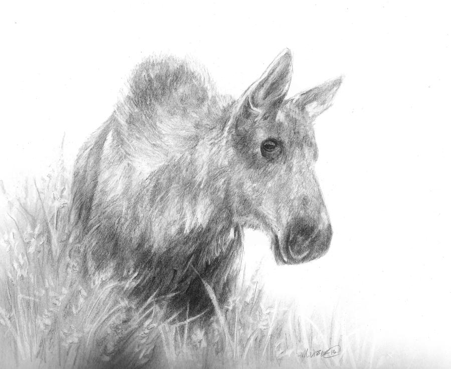 Moose sketch Drawing by Meagan  Visser