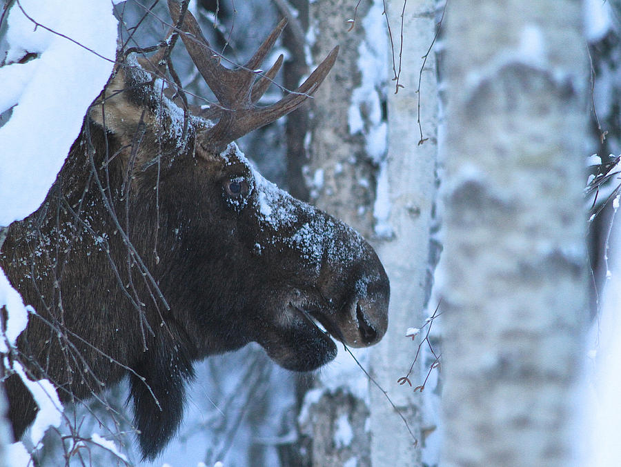 Moose Snacks Photograph by Donna Quante