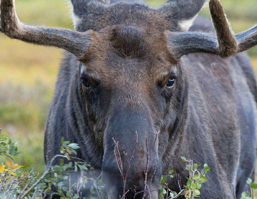 Moose Stare Photograph by Tony Hake