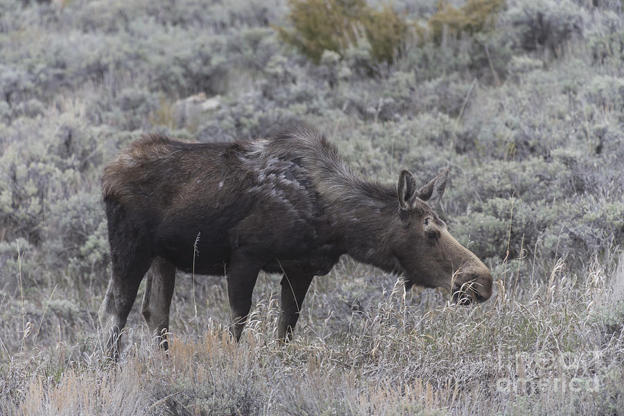 A Grazing Moose Photograph by Steve Triplett