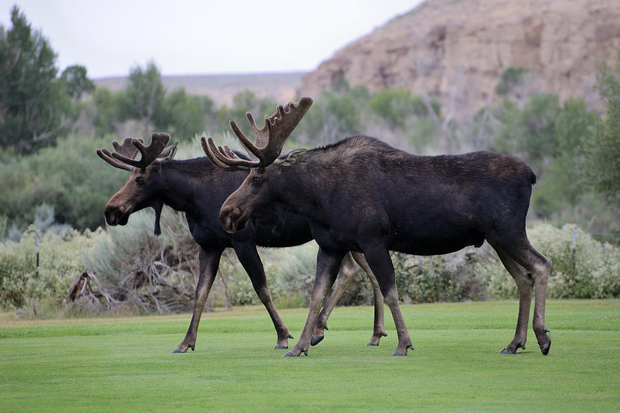 Moose Photograph - Moose Stroll by Eric Nielsen