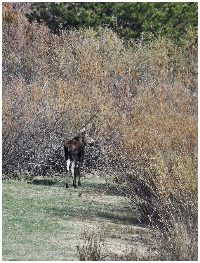 Moose Photograph by Susan Kinney