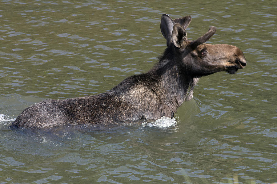 Moose Swimming Photograph by Greg Ochocki - Fine Art America