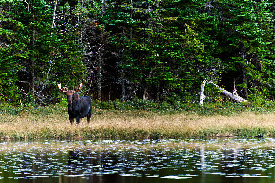 Moose Photograph by U Schade