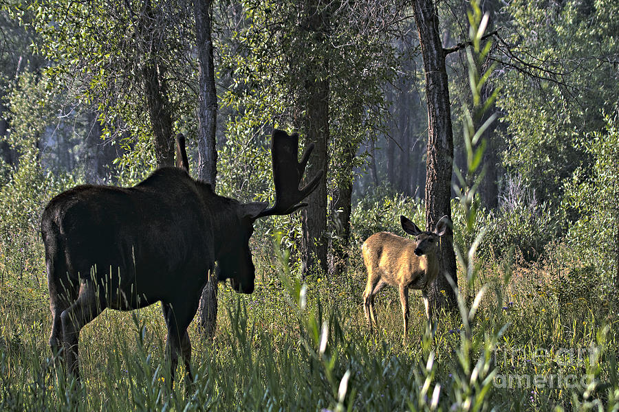 Moose vs Deer Photograph by Rodney Cammauf