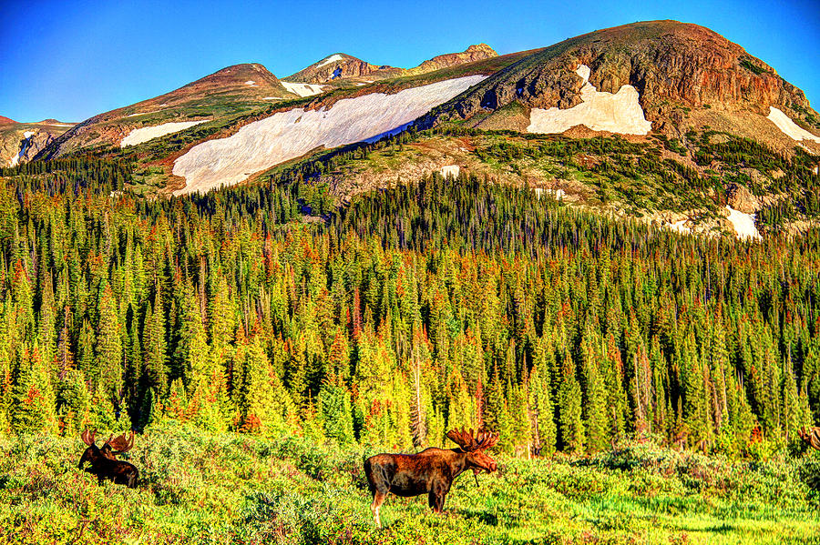 Moose Wilderness Photograph by Scott Mahon