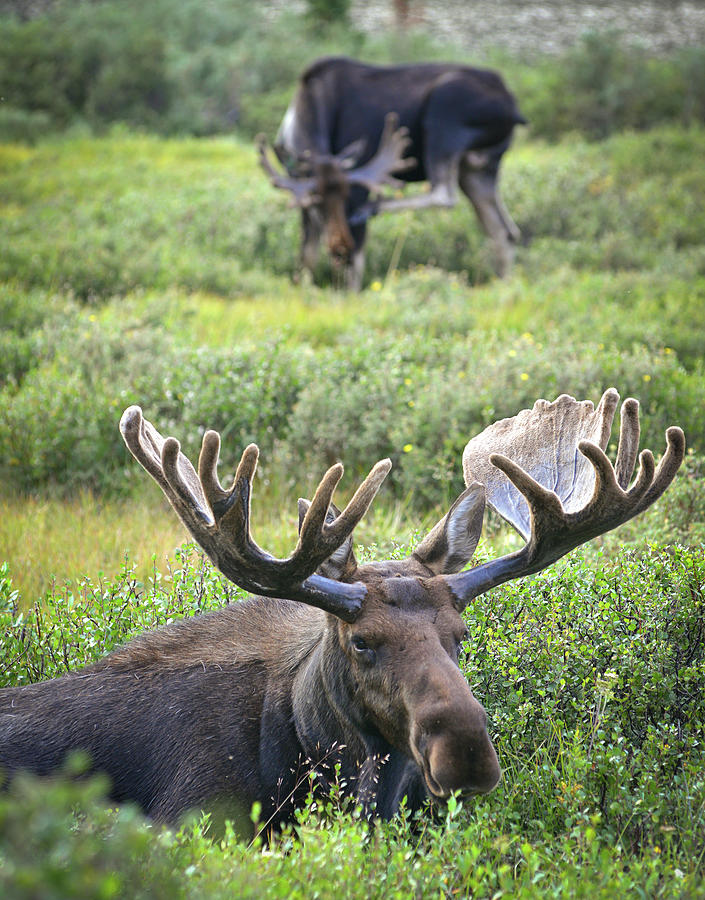 Moose Photograph by William D. Bowman