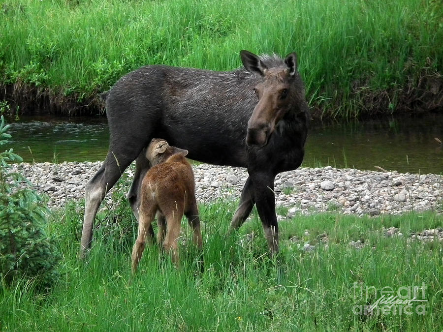 Rocky Mountain National Park Photograph - Moose with Calf by Bon and Jim Fillpot