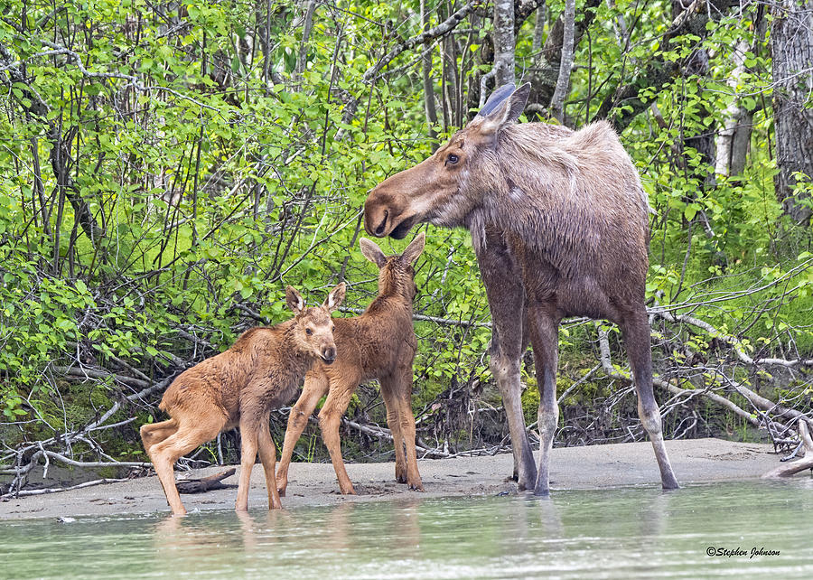 Moose with Twins Photograph by Stephen Johnson