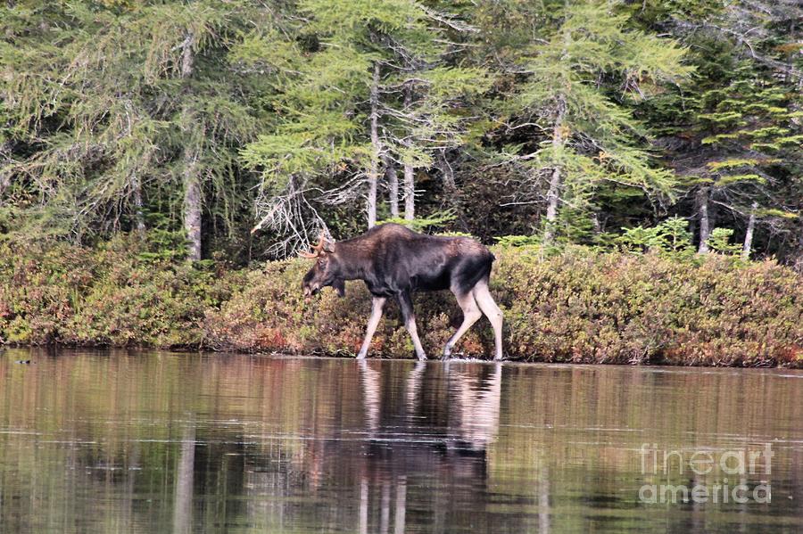 Moose Photograph - Moose_0586 by Joseph Marquis